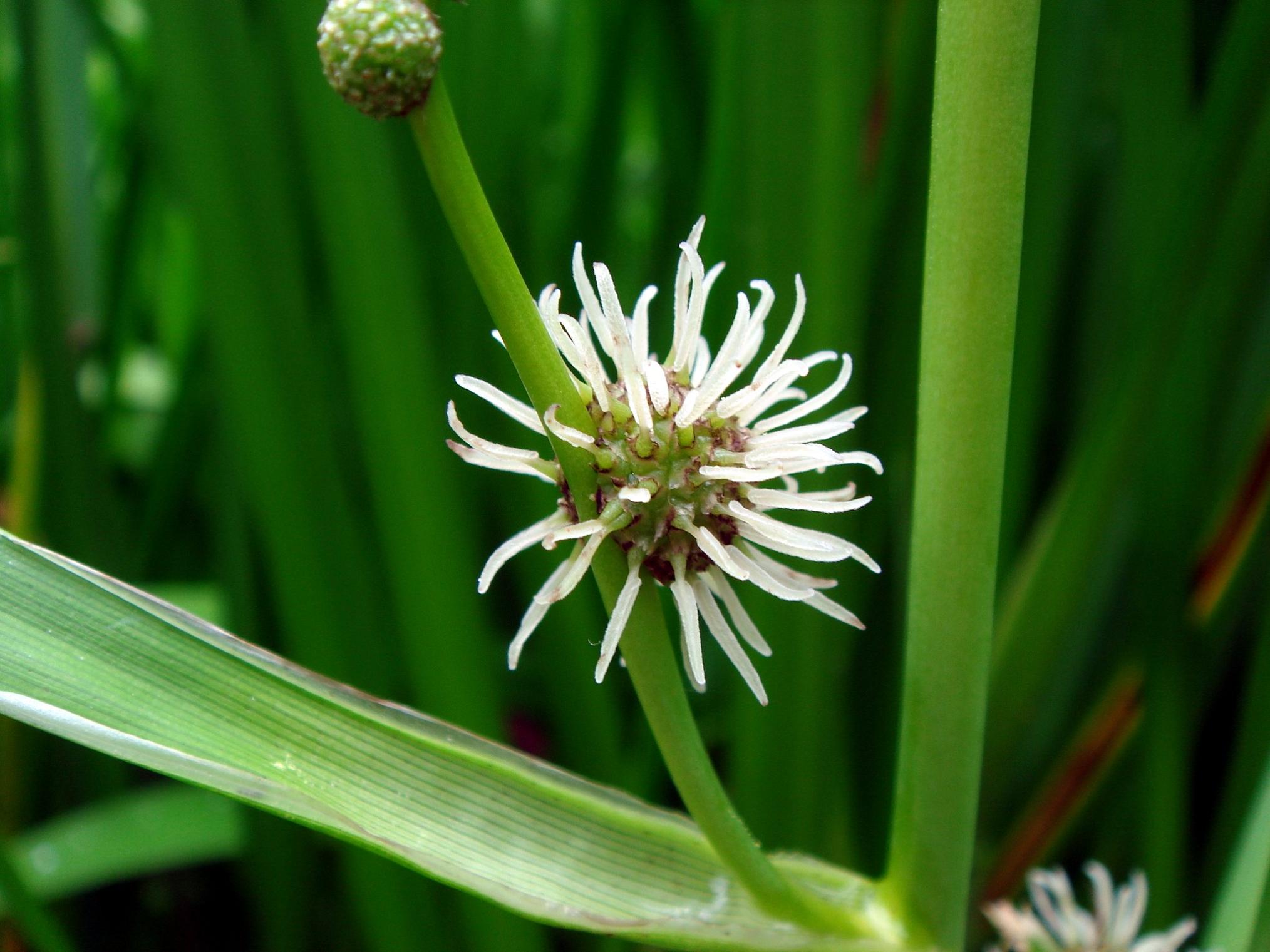 Sparganium erectum L.